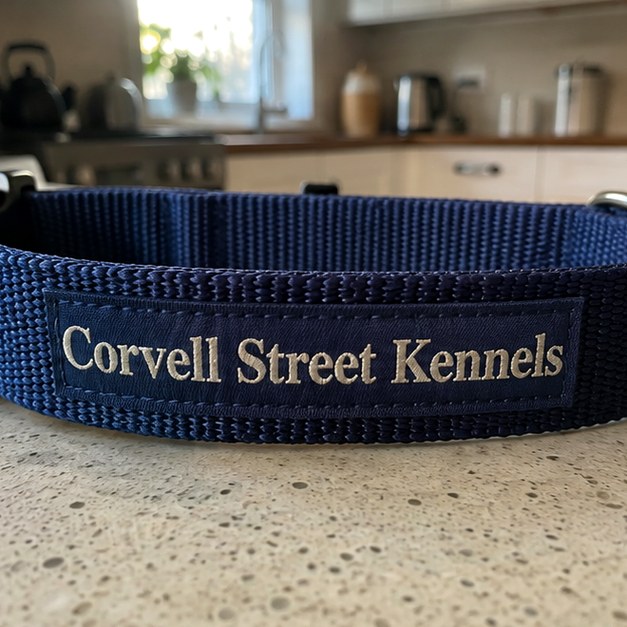 Custom dog collars — customer photo