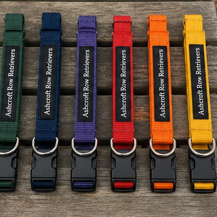 Customized dog collars for shelters and rescues